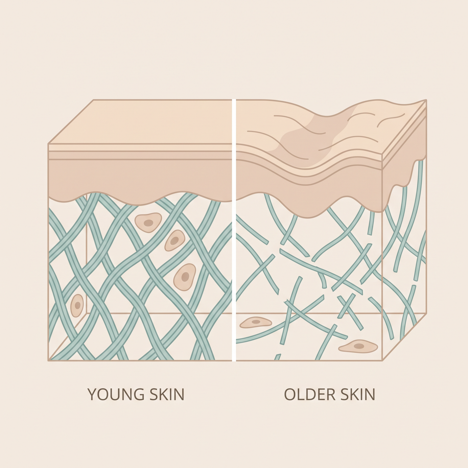 mc-adv-skin-scaffold-diagram.png